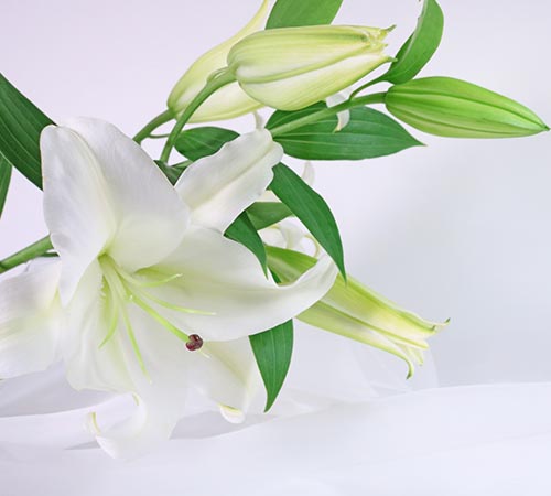 相模原市営斎場での福祉葬プランの葬儀参考イメージ