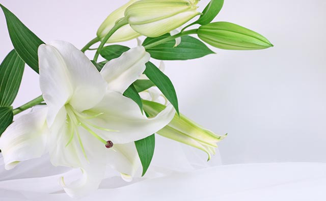 相模原市営斎場での福祉葬プランの葬儀参考イメージ